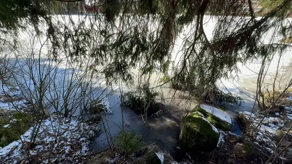 Huzurlu bir kış sahnesi sergilenen yumuşak kar, titreyen su ve dingin donmuş gölün yakınındaki canlı yeşillik.