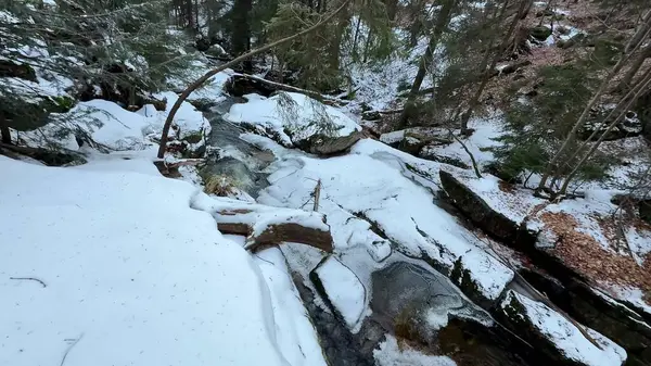 Huzurlu ve huzurlu bir kış manzarası güzel bir şekilde sergileniyor karla kaplı bir dere yüksek ağaçlarla kaplı.