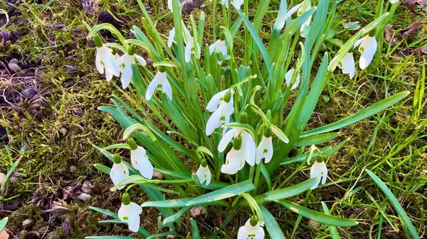Gerçekten göz kamaştırıcı ve canlı bir kar tanecikleri sergisi yemyeşil bir ortamda zarafetle çiçek açıyor.