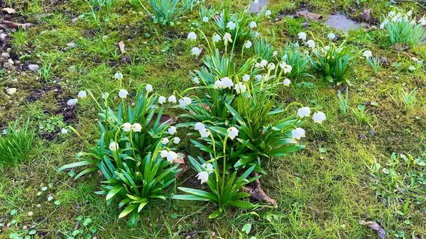 Narin kar damlası çiçekleri bahar başında canlı yeşil çimenler ve yumuşak yosunların arasında güzel bir şekilde açıyor.