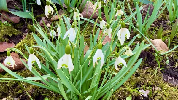 Huzurlu bir bahçede, güzel beyaz kar damlaları onları çevreleyen yemyeşil yapraklar arasında zarifçe çiçek açar.