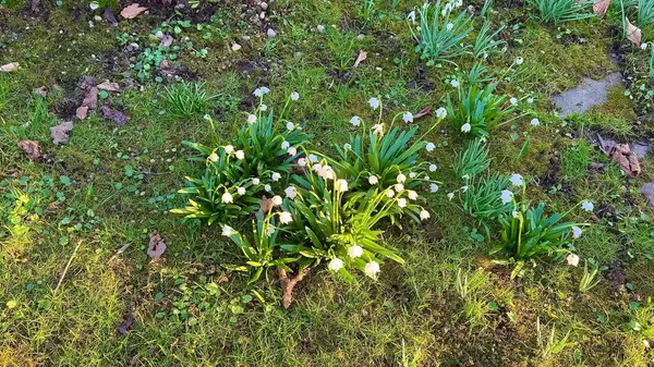 Kardamlası çiçekleri canlı yeşil yosunların arasında açar ve ruha huzur getiren huzurlu bir doğa sahnesi yaratır.