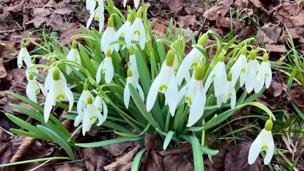 Kurumuş yaprakların arasında büyüleyici kar damlaları ortaya çıkıyor. Bu da bahar çiçeklerinin harika gelişini simgeliyor.