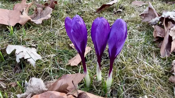 Güzel ve canlı mor kır çiçekleri ilkbaharın başlarında dökülen yaprakların arasından zarif bir şekilde ortaya çıkıyor.