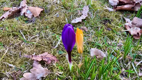 Göz kamaştırıcı ve güzel bir yakın çekim. Canlı mor ve turuncu kır çiçekleri güzel baharda ortaya çıkıyor.
