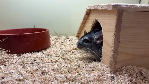 Çinçilla tuhaf bir şekilde ahşap evinden gizlice bakar, neşeli doğasını rahat bir ortamda sergiler..