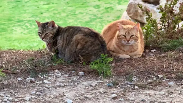 İki sevimli kedinin yemyeşil çimlerin arasında rahat bir şekilde dinlendiği büyüleyici ve hoş bir sahne.
