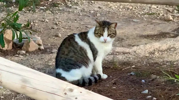 Büyüleyici ve büyüleyici bir kedi, yeşillik dolu güzel doğal bir arka planda zarafetle oturuyor.