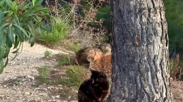 İki inanılmaz sevimli ve sevimli kedi güzel bir açık hava ortamında birbirleriyle şakalaşıyorlar.