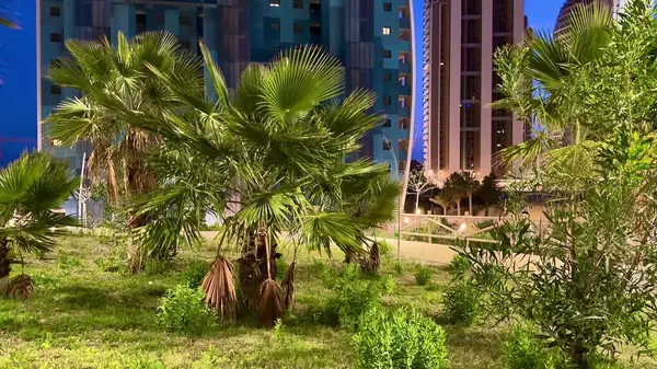 Güzel palmiye ağaçlarının göz kamaştırıcı manzarası yıldızlı bir gökyüzünün altında çağdaş mimariyle zarifçe çevrelenmiş.