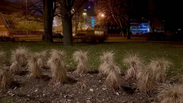 Huzurlu ve huzurlu bir gece parkı sahnesi. Şehir ışıklarıyla hafifçe aydınlatılan güzel otların yer aldığı.