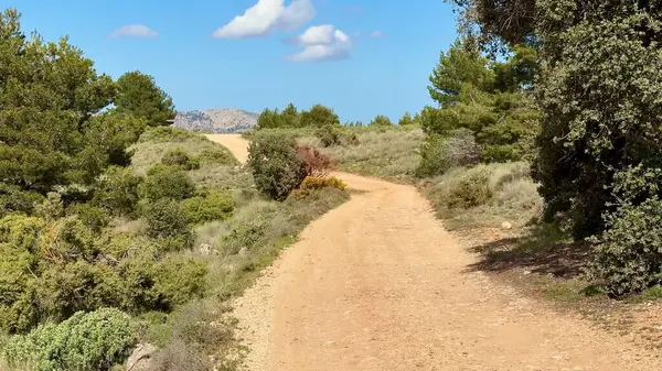 Bereketli yeşilliklerin ve mavi gökyüzünün ortasında, açık hava maceraları ve doğa için mükemmel, huzurlu bir toprak yolda gezinmek.