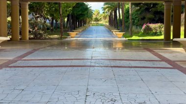 Uzun ve görkemli palmiye ağaçlarıyla kaplı, dinlenmek ve rahatlamak için mükemmel, güneşli bir patika.