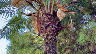 Göz kamaştırıcı ve büyüleyici palmiye ağacı yaprakları canlı mavi gökyüzüne karşı, doğa teması için mükemmel.
