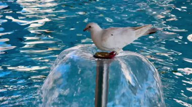 Beyaz bir güvercin bir su çeşmesine tüneyip, ışıl ışıl mavi sularda bir ziyafeti gagalıyor. Huzur yaratıyor.