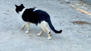 Büyüleyici bir siyah beyaz kedi hareketli bir kentsel alanda dokulu bir beton yüzey boyunca rahatça dolaşır.