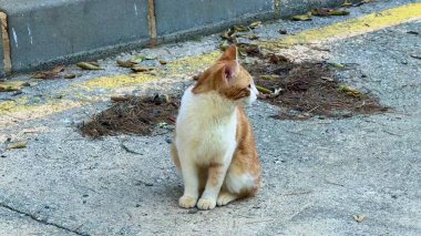 Meraklı bir turuncu ve beyaz kedi sakin bir şekilde oturur ve sakin bir açık hava ortamında etrafını dikkatle izler.