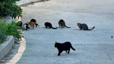 Canlı ve hayat dolu bir şehir caddesinde yiyecek arayan çeşitli kedileri tasvir eden bir sahne.