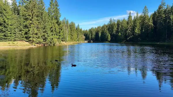 Huzurlu bir orman gölünün nefes kesici güzelliğini keşfedin. Huzurlu sularda huzurun yansıdığı doğal bir yer.