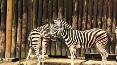 İki zebra birbirleriyle şakalaşarak sakin bir ortamda benzersiz desenlerini sergiliyorlar.