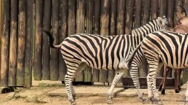 Bu güzel zebraların doğal ortamlarında etkileşimini izleyin, canlı çizgiler ve davranışlar sergiliyorlar..