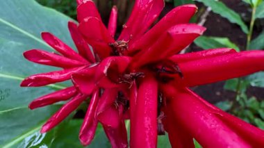 Nefes kesen bir yakın plan, yemyeşil ve canlı tropikal yaprakların arasına yerleştirilmiş çarpıcı derecede canlı kırmızı bir çiçek yakalar.