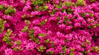 Bereketli, canlı yeşil yaprakların yanında göz kamaştırıcı ve göz kamaştırıcı bir pembe açelya gösterisi.