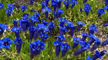 Göz kamaştırıcı ve canlı bir mavi renkli çiçek sergisi doğal ortamda ve çevrede güzel bir şekilde gelişiyor.