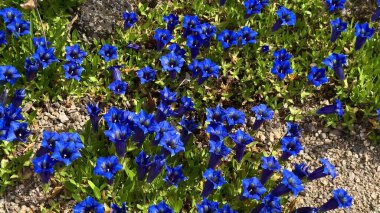 Enfes güzelliklerini doğal ortamda sergileyen canlı mavi çiçeklerden oluşan nefes kesici bir tarla.