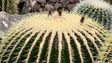 Dikenli dikenleri ve göze çarpan canlı yeşil renkleriyle bilinen büyüleyici kaktüsü keşfedin.