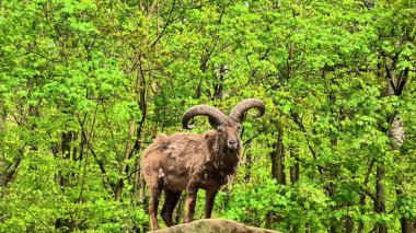 Çarpıcı heybetli bir koç, canlı yeşil ağaçlar ve yapraklarla çevrili büyük bir kayanın üzerinde zarif bir şekilde duruyor.