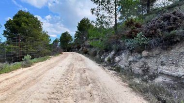Görkemli ağaçlarla kaplı toprak bir yolda huzurlu bir yürüyüşün tadını çıkarın. Açık hava maceraları ve keşifler için mükemmel.