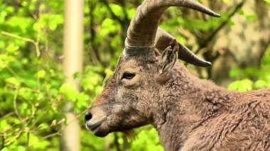 Görkemli bir dağ keçisi gururla sergiliyor etkileyici, uzun boynuzlarını çevrendeki canlı ve gür yeşilliklerin arasında.