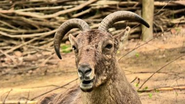 Muhteşem bir dağ keçisinin etkileyici ve benzersiz boynuzlarını sergilediği çarpıcı yakın plan çekimi.