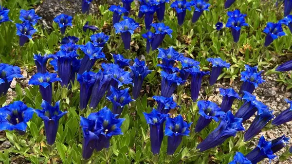 Göz kamaştırıcı ve canlı bir mavi renkli çiçek sergisi doğal ortamda ve çevrede güzel bir şekilde gelişiyor.