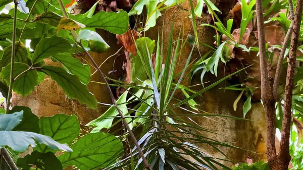 Yeşilliğin büyüleyici güzelliğini ve bu canlı sahnede tropik bitkilerin zengin çeşitliliğini araştırın.