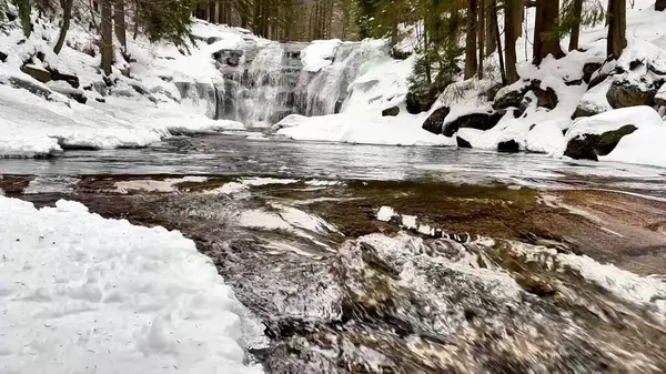 Bu kış sahnesinde, zemini ve görkemli yemyeşil ağaçları kaplayan karların arasında çarpıcı bir şelale akıyor.
