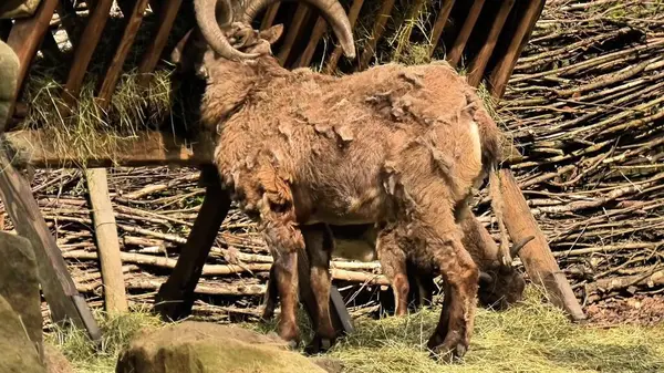 Vahşi bir dağ koyunu doğal ortamında huzur içinde otlar ve doğanın harikalarını güzel bir şekilde sergiler.