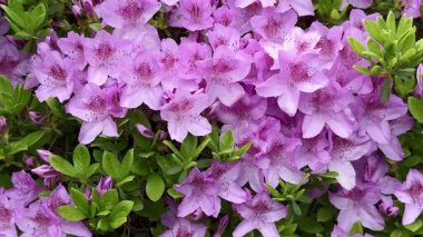 Sersemletici mor açelya kümeleri İlkbaharda güzel çiçek açar, canlı renkler sergiler.