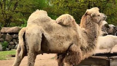 Büyüleyici bir Bactrian devesi, güzelliğini sergileyerek doğal ortamında zarifçe konumlandırılmıştır.