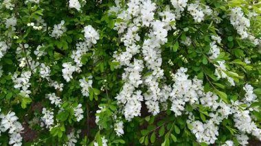 Parlak yeşil yaprakların arasında sergilenen çarpıcı beyaz çiçekler, güzellikleri gözler önüne seriyor..