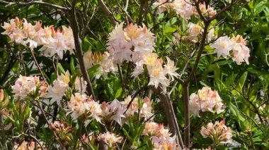 Göz kamaştırıcı ve zarif çiçekler pastel renkleri kucaklıyor. Bu renkler etraftaki canlı yeşillikleri güzelce sergiliyor.