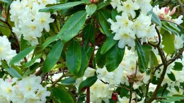 Beyaz rhododendron çiçekleri ve zengin yeşil yapraklar mükemmel bir bahar ışığı altında güzel bir şekilde yakalanır.