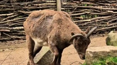 Doğal ortamında zarifçe hareket eden bir dağ keçisini gösteren büyüleyici bir çerçeve serisi.