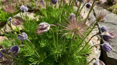 Doğal taşlara karşı dizilmiş, doğa temalı projeler için mükemmel mor kır çiçekleri kümesi..
