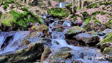 Huzurlu ve huzurlu bir dere manzarası yosunlarla kaplı kayaların üzerinden akan yemyeşil bir ormanda.
