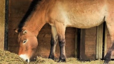 Rahat bir ahırda samanla beslenen bir at doğal davranışlarını sergiliyor ve huzur yaratıyor.