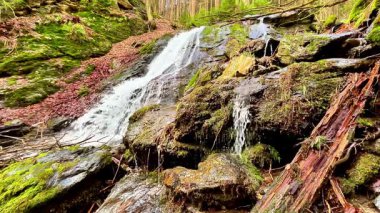 Sakin bir şelale, yemyeşil bir ormandaki yosunlu taşların üzerinden akar. Enfes güzellikler sergiler.