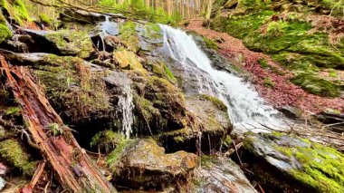 Huzurlu ve huzurlu bir şelale yosunlarla kaplı kayaların üzerinde zarif bir şelale gibi süzülüyor.