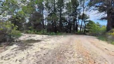 Güzel, düzensiz bir toprak yol canlı ağaçlar ve yemyeşil bitkilerle dolu bir arazide esiyor.